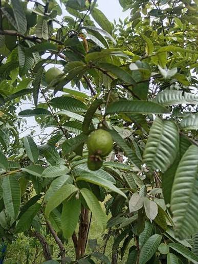 Foto Jambu Biji