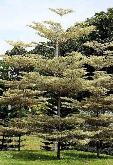 Foto Ketapang Kencana Variegata